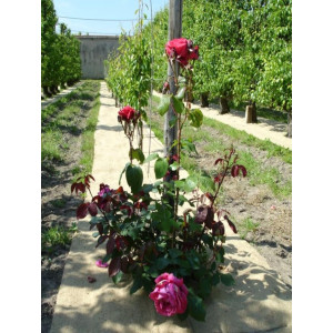 THORENAP 100% VÉGÉTAL 1000 g/m² | SO'VERT ENVIRONNEMENT