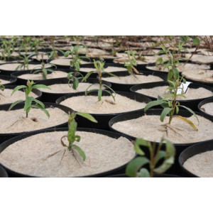 THORENAP 100% VÉGÉTAL 1000 g/m² | SO'VERT ENVIRONNEMENT