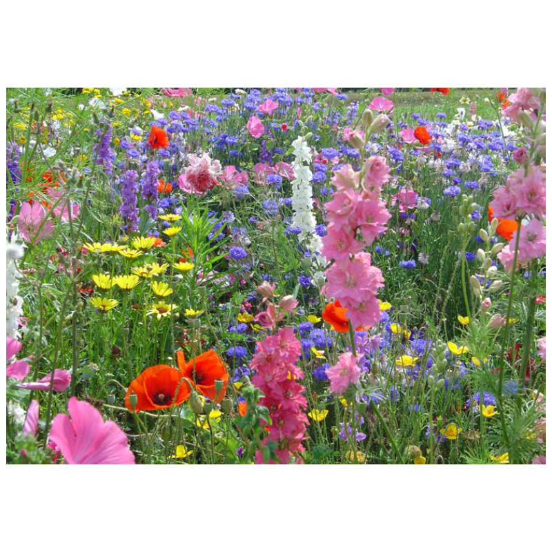 FLEURS CHAMPÊTRES - SO'VERT ENVIRONNEMENT