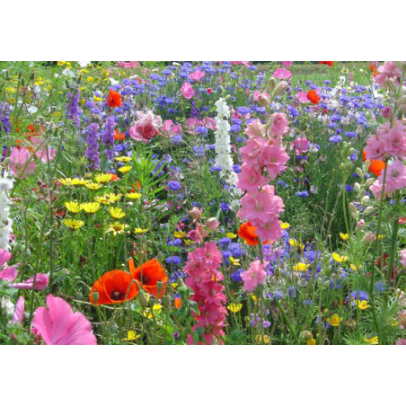 FLEURS CHAMPÊTRES - SO'VERT ENVIRONNEMENT