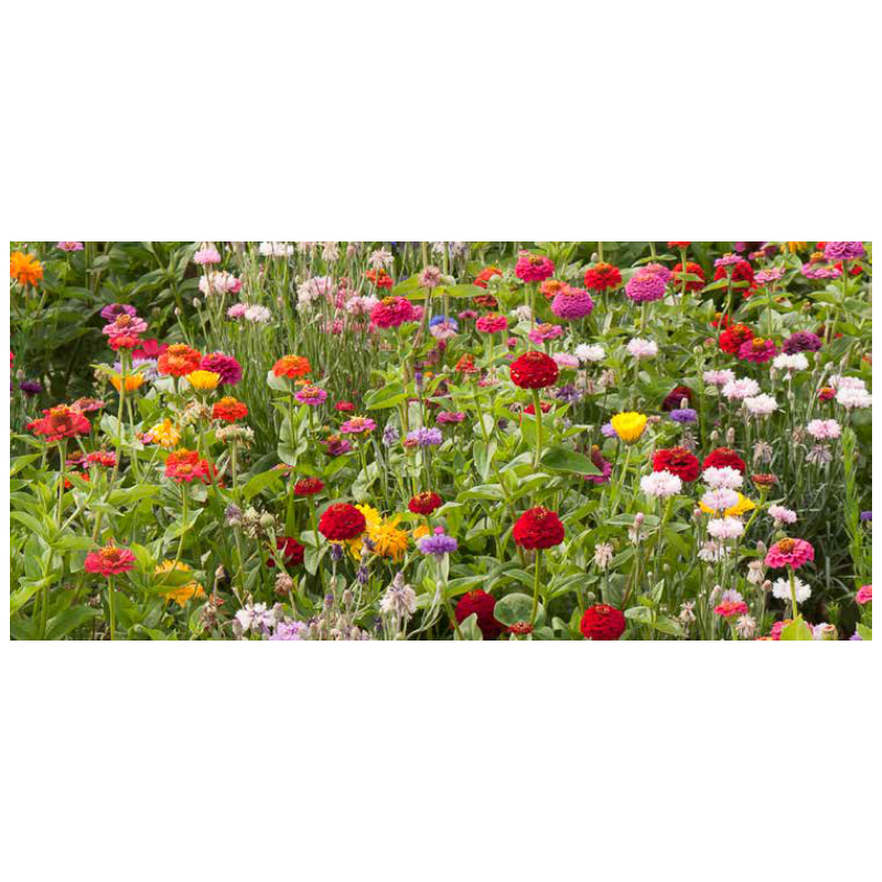 JACHÈRE FLEURS COURTES - SO'VERT ENVIRONNEMENT