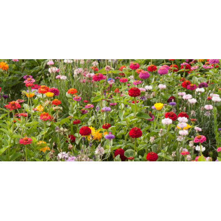 JACHÈRE FLEURS COURTES - SO'VERT ENVIRONNEMENT