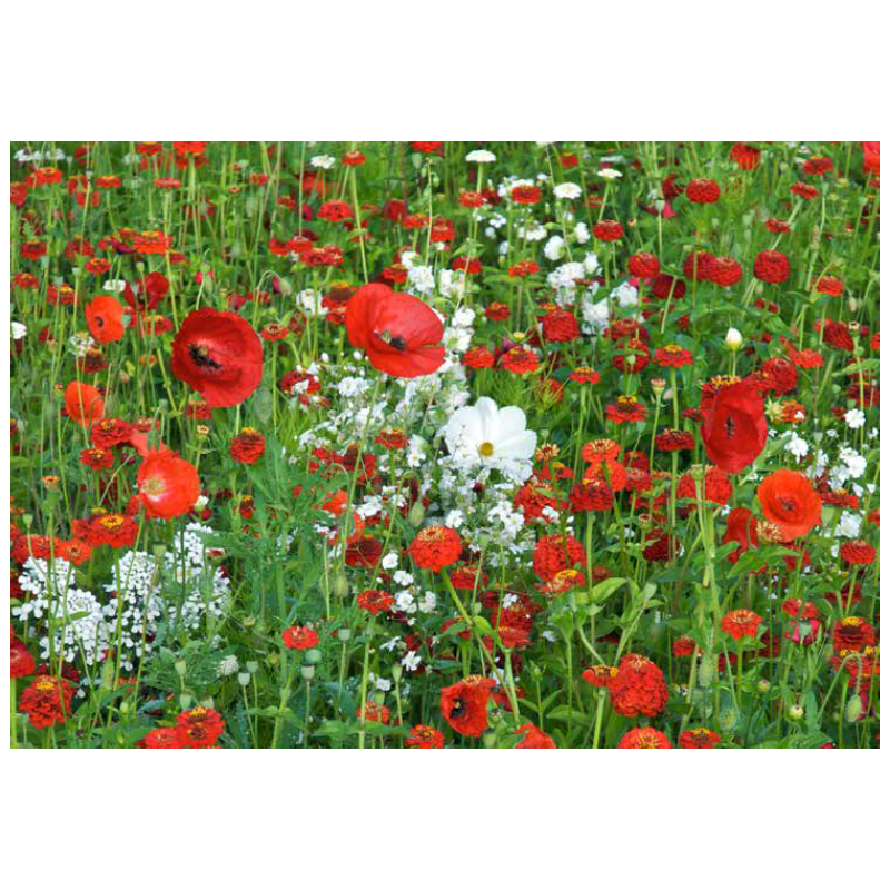 TAPIS VANILLE FRAISE - SOVERT ENVIRONNEMENT