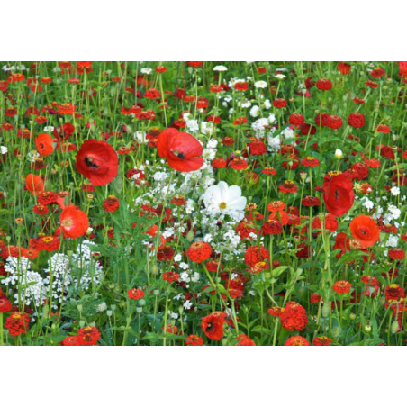 TAPIS VANILLE FRAISE - SOVERT ENVIRONNEMENT