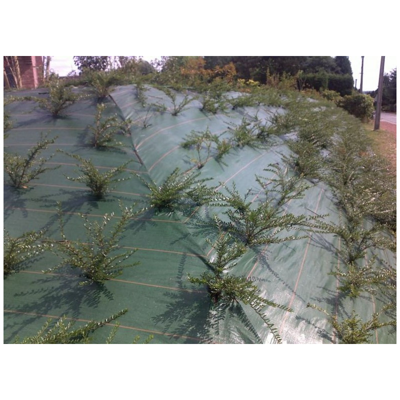 toile de paillage vert 