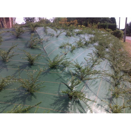 toile de paillage vert 