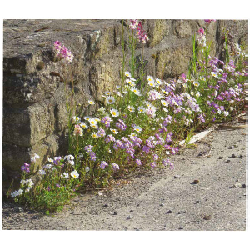 Fleurs Pieds de Murs - SOVERT ENVIRONNEMENT