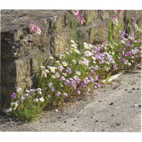 Fleurs Pieds de Murs - SOVERT ENVIRONNEMENT