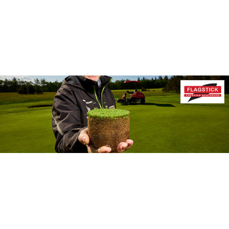 AGROSTIS STOLONIFERE FLAGSTICK - Gazon polyvalent à levée rapide chez So'vert environnement