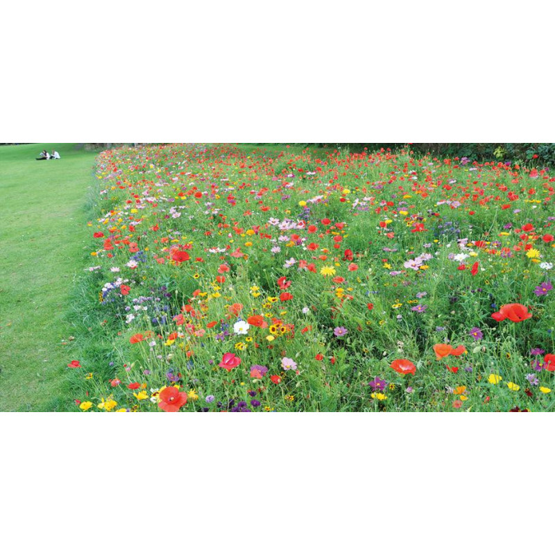 Mélange fleuri Chrono Annuelles  Fleurs rapides et saisonnières chez So'vert environnement