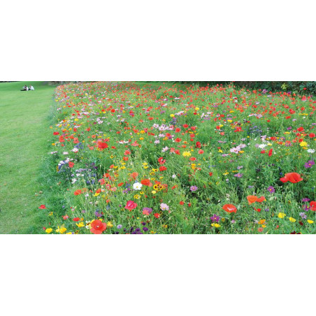 Mélange fleuri Chrono Annuelles  Fleurs rapides et saisonnières chez So'vert environnement
