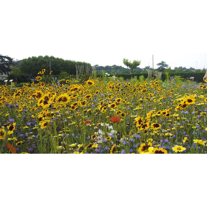 melange fleuri Poésie Printanière  Mélange fleuri éclatant au printemps chez So'vert environnement