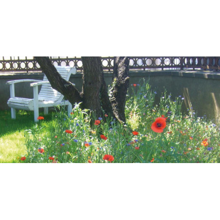 melange fleuri Demi-Ombre  Jachère fleurie pour zones ombragées chez So'vert environnement