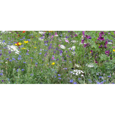 FLEURS DE LA NATURE PRAIRIES FLEURIES  - SOVERT ENVIRONNEMENT