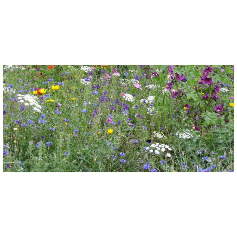 FLEURS DE LA NATURE TOUT TERRAIN   - SOVERT ENVIRONNEMENT