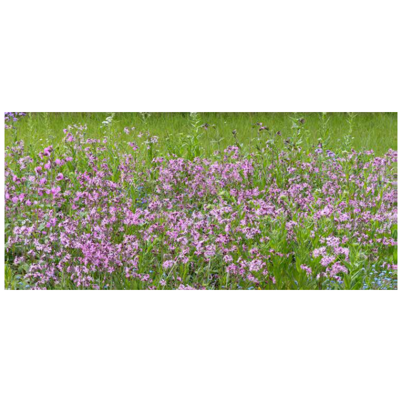 FLEURS DE LA NATURE PRAIRIES HUMIDES  - SOVERT ENVIRONNEMENT
