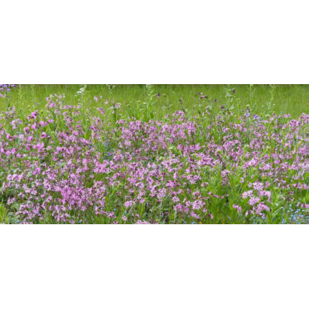 FLEURS DE LA NATURE PRAIRIES HUMIDES  - SOVERT ENVIRONNEMENT