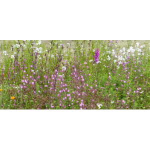 FLEURS DE LA NATURE OMBRES ET LUMIERES - SOVERT ENVIRONNEMENT