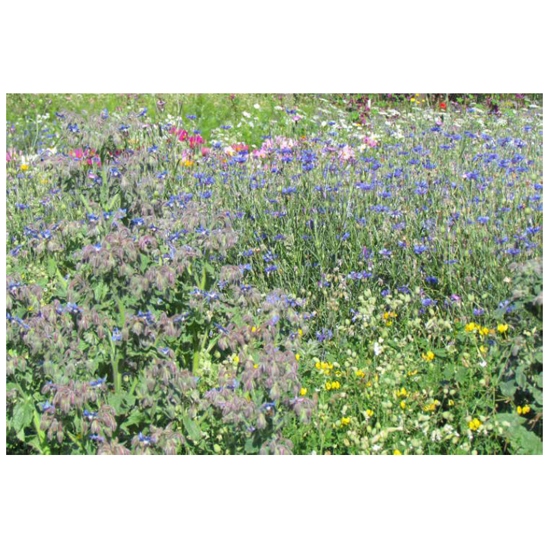 FLEURS DE LA NATURE ABEILLES & POLLINISATEURS  - SOVERT ENVIRONNEMENT