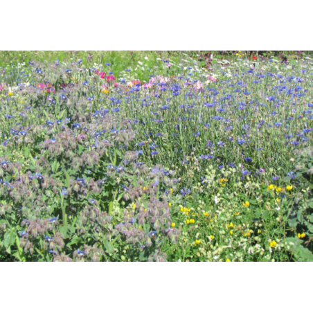 FLEURS DE LA NATURE ABEILLES & POLLINISATEURS  - SOVERT ENVIRONNEMENT