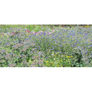 FLEURS DE LA NATURE ABEILLES & POLLINISATEURS  - SOVERT ENVIRONNEMENT