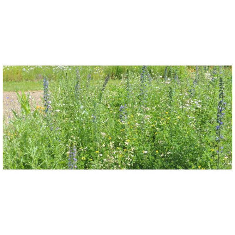 FLEURS DE LA NATURE PAPILLONS  - SOVERT ENVIRONNEMENT