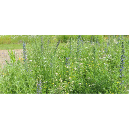 FLEURS DE LA NATURE PAPILLONS  - SOVERT ENVIRONNEMENT