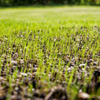 Gazon pour Golf de Prestige Semences Haute Densité | SO'VERT ENVIRONNEMENT